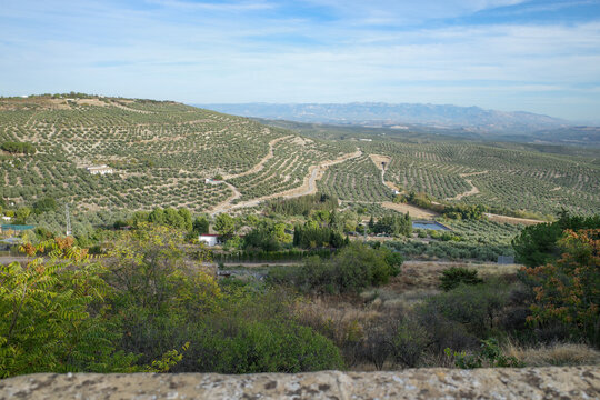 A beautiful view from a viewpoint in &Uacute;beda, Ja&eacute;n, of a hillside with olive trees typical of an area with olives and houses