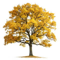 Beautiful yellow tree isolated on transparent background, autumn foliage season