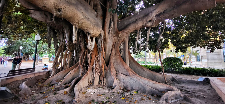 Big old Ficus trees in a city park Alicante Spain