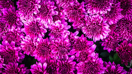 Colorful Flower Nature Background