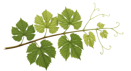 Grapevine Branch With Green Leaves And Tiny White Flowers isolated on Transparent Background
