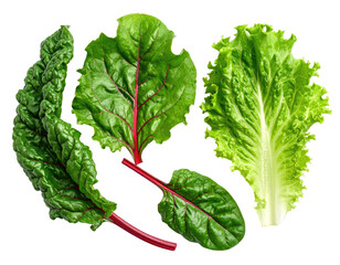 Close-up of various fresh leafy greens with vibrant colors against a black background