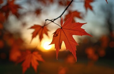 Autumn photo showing vibrant red maple leaves. The leaves backlit by the sun creating a warm sunset glow. Perfect for season-themed projects related to fall.