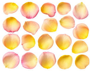Twenty-five vibrant, delicate, gradient rose petals arranged on a black background