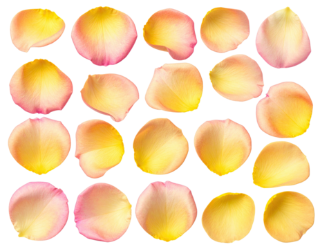 Twenty-five vibrant, delicate, gradient rose petals arranged on a black background