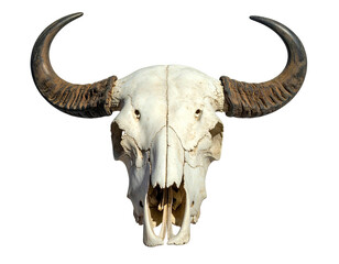 A bovine skull, viewed head-on, featuring large horns and visible bone structure