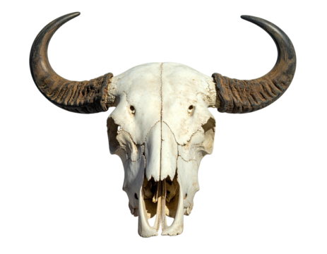 A bovine skull, viewed head-on, featuring large horns and visible bone structure