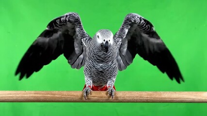 Majestic African Grey Parrot Perched on Branch with Wings Spread Against Vibrant Green Screen Background
