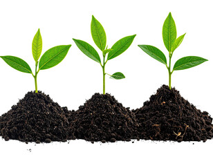 Three bright green plants sprout from dark soil, isolated on black background