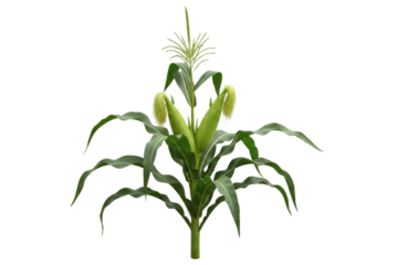 Green Corn Stalk With Two Young Ears and Tassels Isolated On Transparent Background