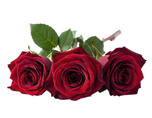 Three vibrant, crimson roses with lush petals and green leaves against black