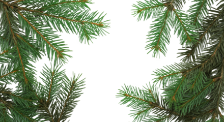 Green Fir Branches Border On White Background With Soft Shadow And Copy Space isolated on Transparent Background