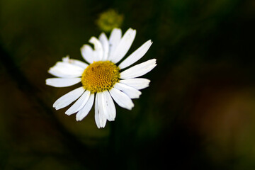 Fototapeta premium chamomile flowers on a blurred natural background
