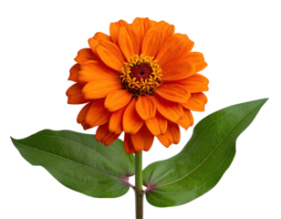 Vibrant orange flower with layered petals, green leaves, and a dark center on black