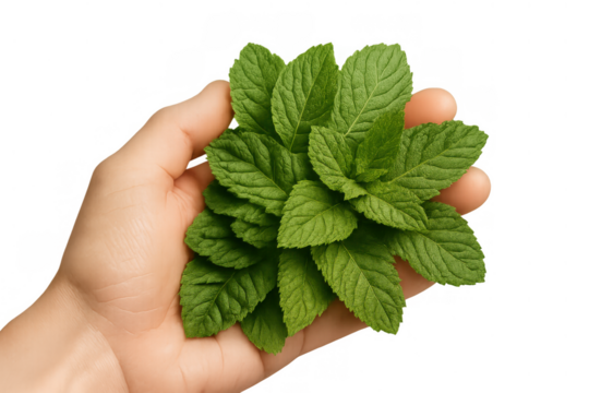 Hand holding bunch of fresh mint leaves, an aromatic green herb ingredient for cooking, drinks, and garnishes, transparent background