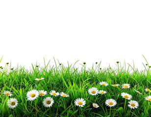 Lush green grass and daisies in a field with a black, negative space background