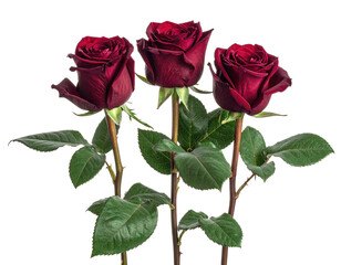 Three rich, dark red roses with green leaves against a stark black background