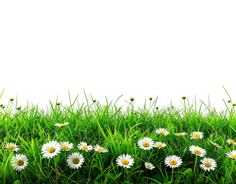 Lush green grass and daisies in a field with a black, negative space background