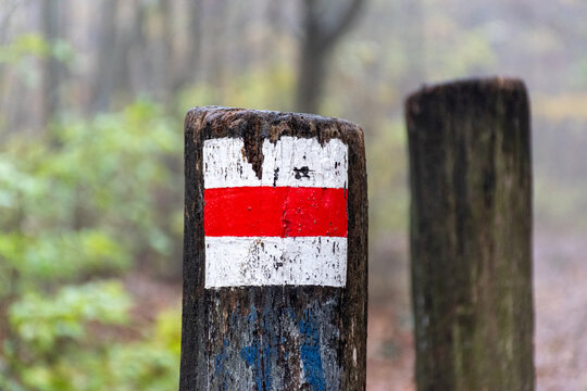 Red Trail Marker on Tree in Forest