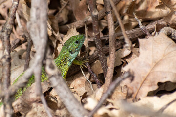 Green lizard close up in Natural habitat