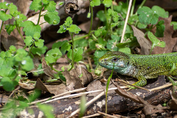 Green Lizard close up in Natural habitat
