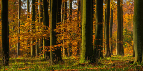Panorama of a beech forest in autumn, bathed in the beautiful evening light of the setting sun.