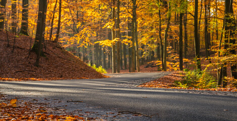 A picturesque asphalt road running through an autumn beech forest
