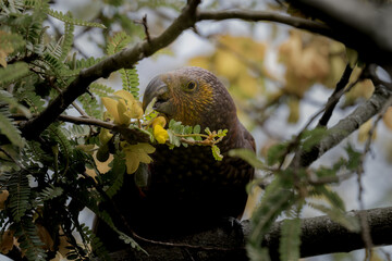 Kaka New Zealand