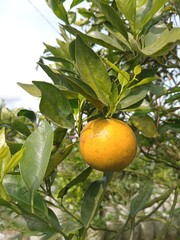 Ripe Orange Fruit on Tree Branch
