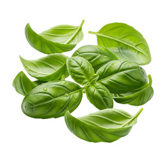 Fototapeta premium Aromatic Green Basil Leaves Displayed on Clear Background 