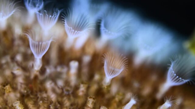Colony of Bryozoa Flustrellidra hispida under a microscope, family Flustrellidridae. They feed on suspended particles in the water. White Sea.