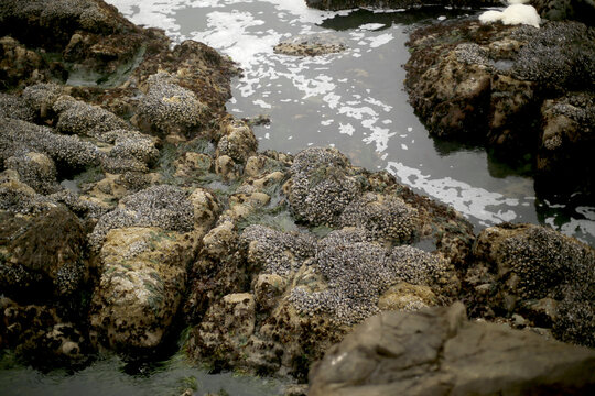 Mossy rocks and sea on the coast of California - Powered by Adobe