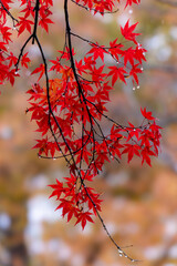 日本周遊　信州小諸城址懐古園の晩秋