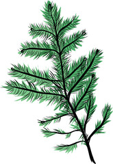 Fir branch close up with pine needles botanical vector illustration
