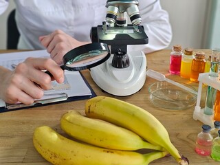 Scientist examining bananas with a microscope and magnifying glass in a laboratory