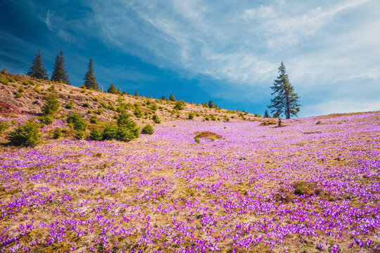 Vast flower fields of crocuses blanket a sunlit meadow in early spring with a lone tree.