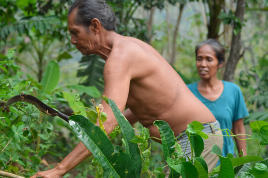 A shirtless middle-aged father clears wild weeds with a sickle while his wife in a blue shirt walks toward him through their lush rural agricultural field surrounded by vegetation.