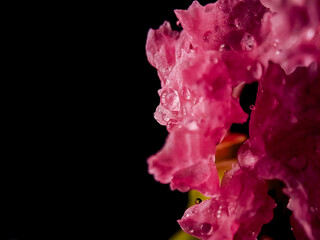 A pink flower petals dripping with water on a plain black background, showing elegance and beauty.