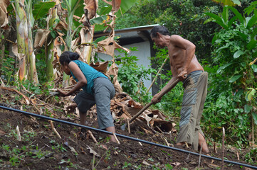 A shirtless husband tills the earth with a hoe while his wife bends and plants cassava cuttings...