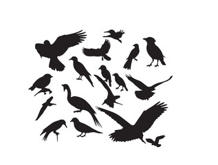 Obraz premium Birds in silhouette image white background.