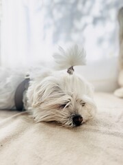 Maltese Dog Sleeping Comfortably Indoors on Soft Surface