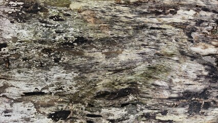 Abstract Bark Texture Background of Old Tree Trunk with Mossy Surface