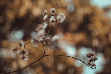 willow branches in spring