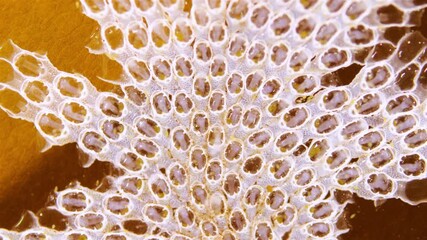 Colony of Bryozoa Electra pilosa under microscope, family Electridae. White Sea.