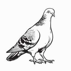 Pigeon in Black and White Standing in Vector Design