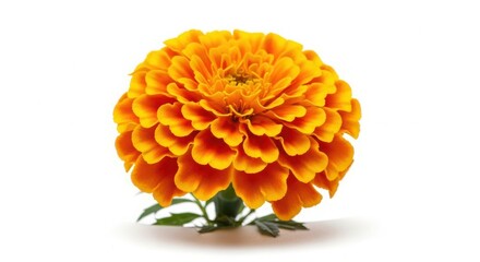 Vibrant orange marigold flower full bloom studio shot isolated on white background