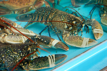 Homards bretons vivants plongés dans l'eau d'un aquarium, pinces attachées, en attendant d'être...