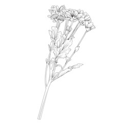 Hand Drawn Flower Outline Illustration