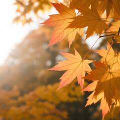 Golden autumn leaves bathed in sunlight, a serene natural scene.