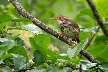 Puff-throated Babbler - Pellorneum ruficeps, small shy forest bird from Southeast Asian forests and woodlands, Vietnam.